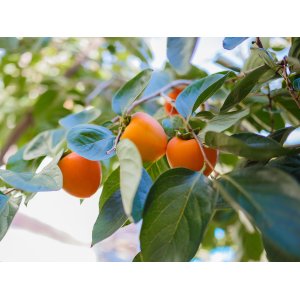 Ebenovník rajčiakový (Diospyros kaki) HURMIKAKI ´MUSCAT´ - výška 180-200 cm, kont. C10L (-18°C)